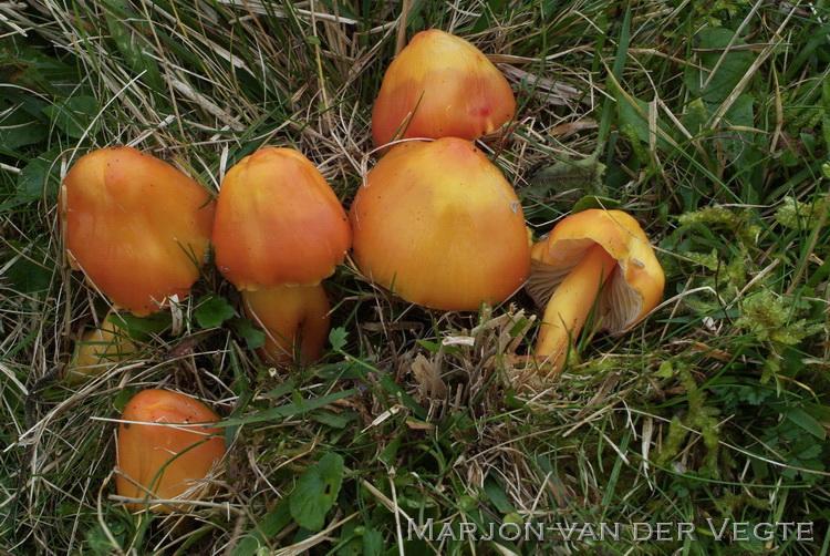 Prachtwasplaat - Hygrocybe aurantiosplendens